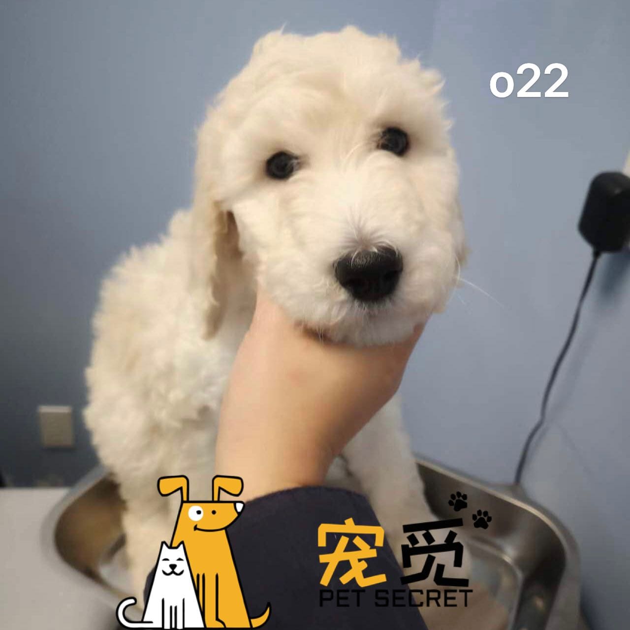 Mr.puku様専用 大型犬用 階段昇降機 【公式通販】